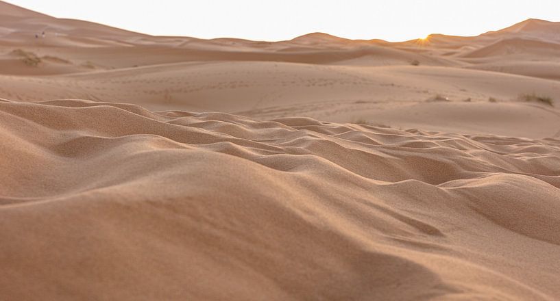 Sahara by Roy Vereijken