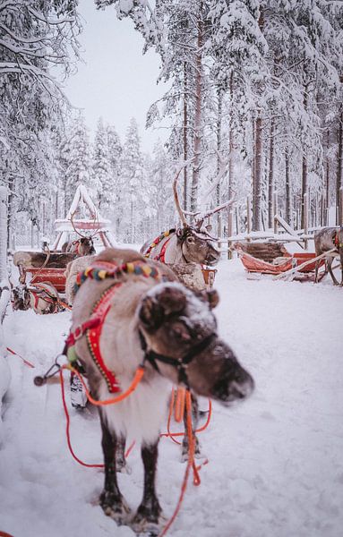 Reindeer Finnish Lapland by Suzanne De Boer