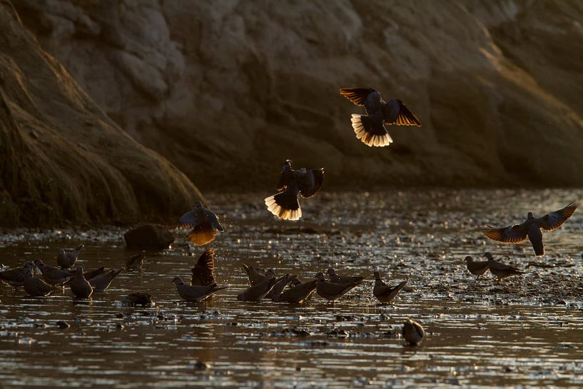 Pigeons at sunrise by Angelika Stern