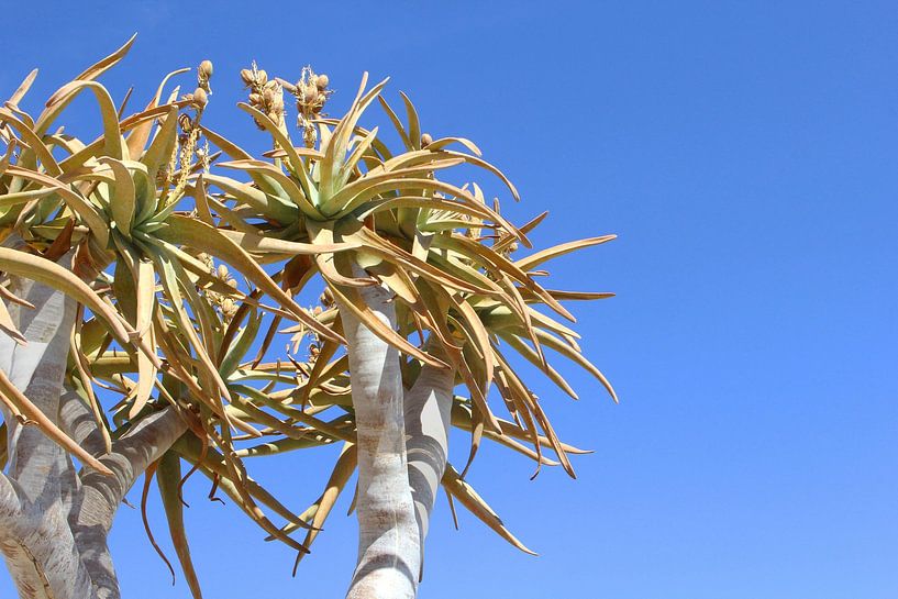 Aloe-Sukkulenten von Inge Hogenbijl