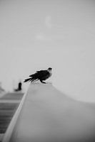 Bird on balustrade pier