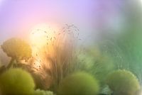 Pastel flowers: warm glow