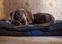Weimaraner James