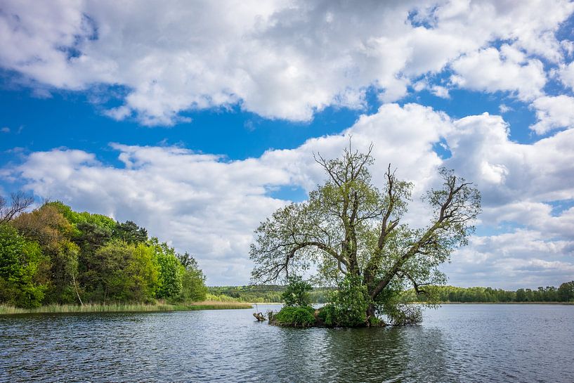 Baum im Kölpinsee auf der Insel Usedom von Rico Ködder