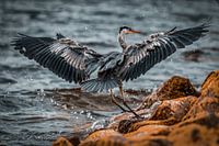 Le héron bleu atterrit à Markermeer avec des éclaboussures d'eau