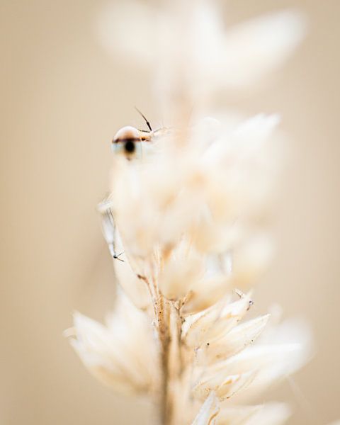 Concours de regards avec une libellule par Jan