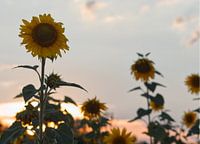 Sunflower at sunset