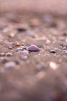 Coquille dans le sable