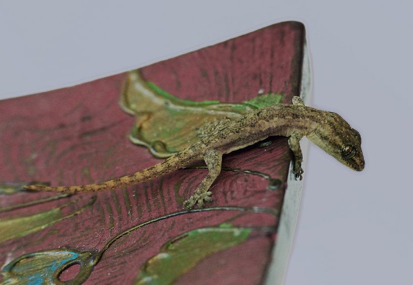 Gekko - Gecko von Gonnie van Hove