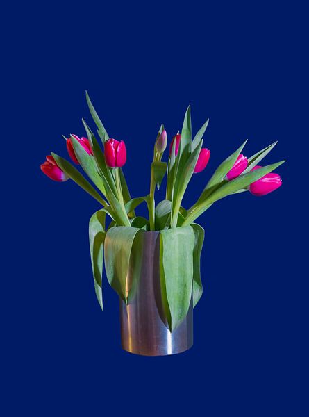 Tulpen blau bg Farbe von BAM