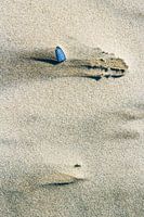 Schelp op het strand