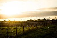 Golden Hour Bauernhof Landschaft mit Vögeln