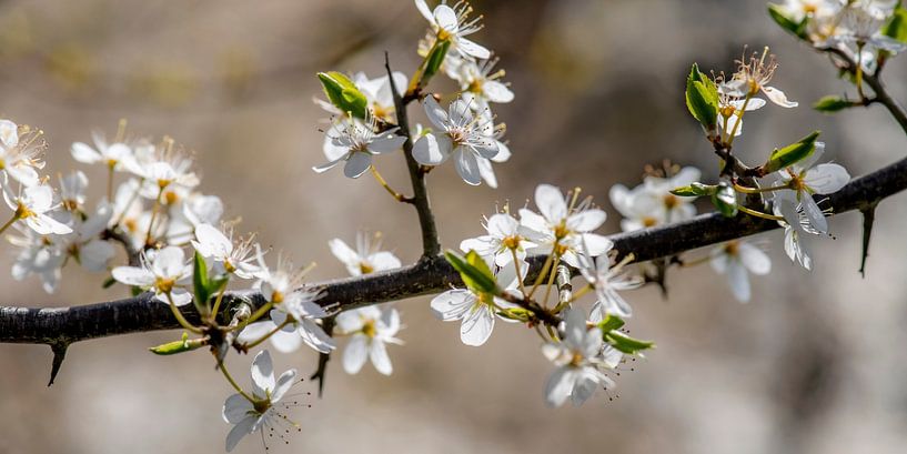 Der Frühling kommt von Hanneke Luit