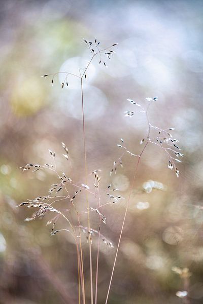 Sommergras von Dennis Claessens