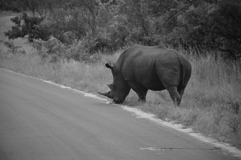 Neushoorn mannetje in het Kruger Park, Zuid Afrika von Rebecca Dingemanse