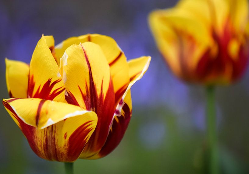 Kleurrijke Tulpen par Romény Evers