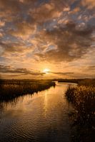 Fields of gold (vertical)