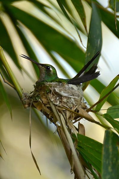 Kolibri par Dick Blommers