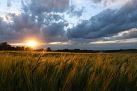 Frühlingssonnenuntergang im Weizenfeld - 1