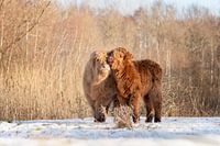 Schottische Highlander-Kälber streicheln