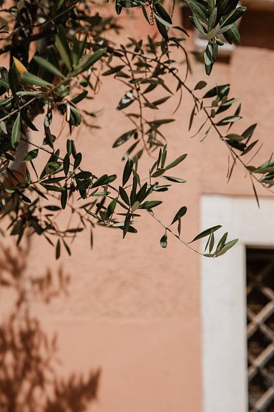 Salmon Pink Colour Wall with Olive Branches in Italy by Amber den Oudsten