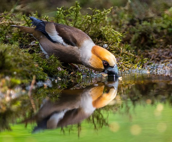 Is this me? by Eric van Schaijk