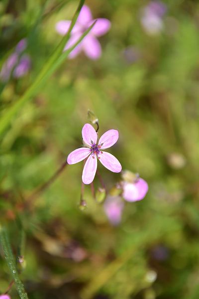 Erodium à fleurs Erodium cicutarium par Heiko Kueverling