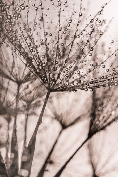 Close-up morning star black and white with brown / sepia by Marjolijn van den Berg