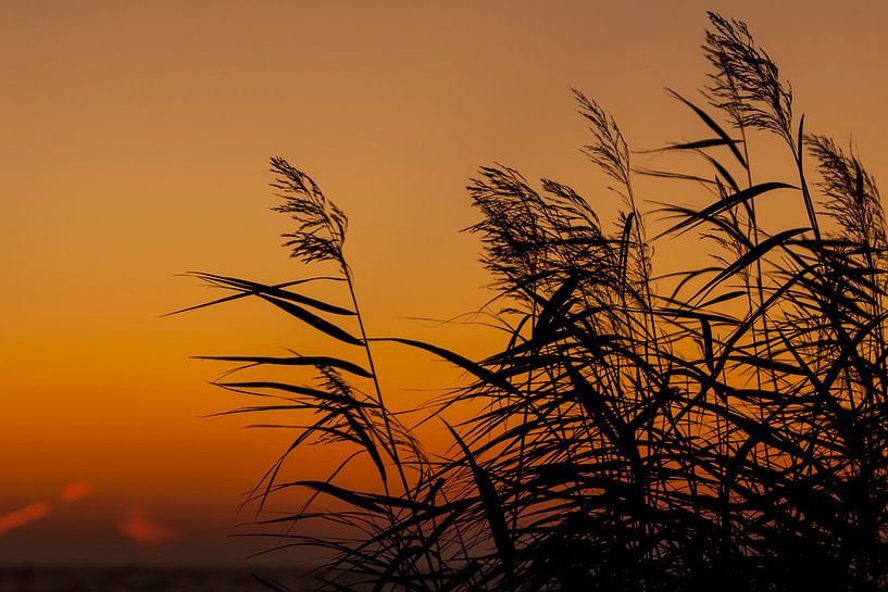 panicules de roseaux au coucher du soleil par Laura Weijzig