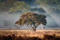 Boom boom boom boom...