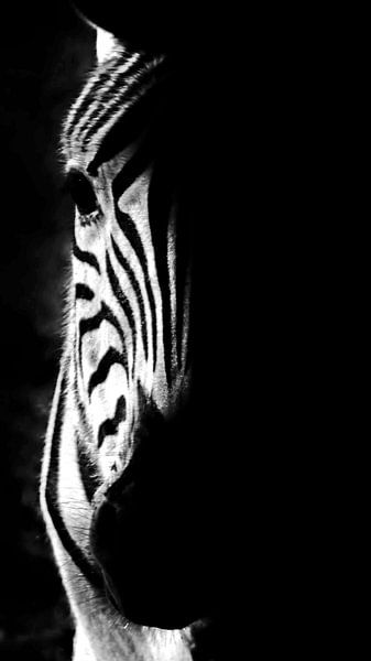 ein Zebra Porträt schwarz weiss von Werner Lehmann