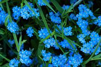 Vergissmeinnicht / Vergissmeinnicht