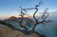 Een oude boom boven het meer van de vulkaan Ijen in Oost Java