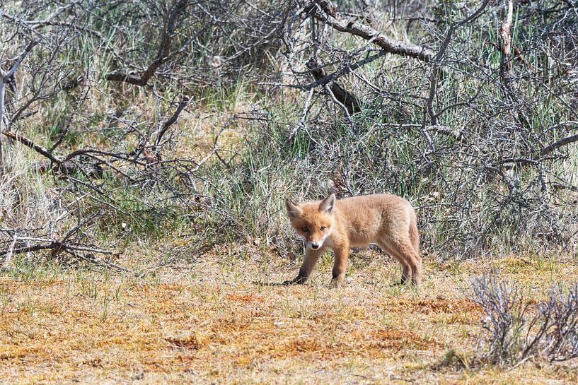 Un jeune renard regarde son habitat par Merijn Loch