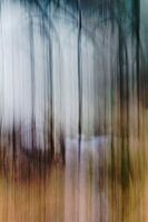 Abstract Forest