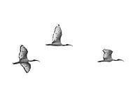 Sacred Ibis Formation