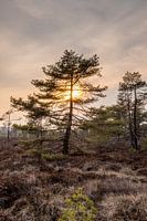 Das schwarze Moor in der Rhön