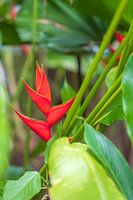Red Heliconia in Costa Rica