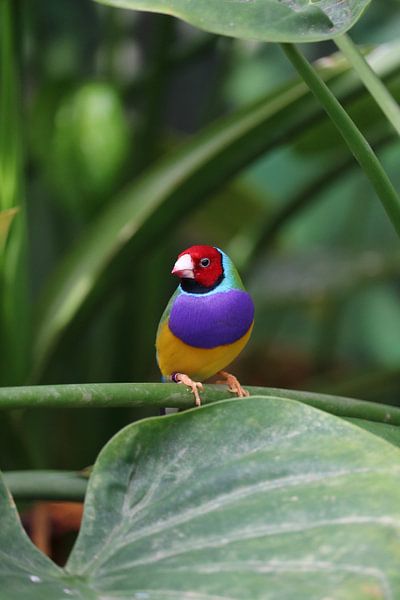 kleur tussen het groen von Rianne de Heij