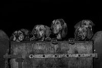 Des chiens curieux sur le bord de la porte en bois