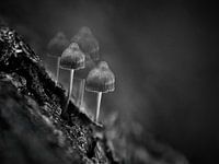 Pilze in Schwarz und Weiß