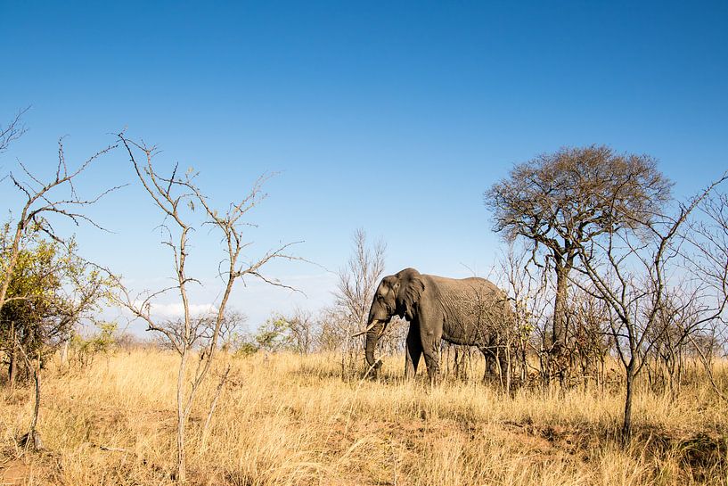 Elephant in Kruger National Park, South Africa by Marcel Alsemgeest