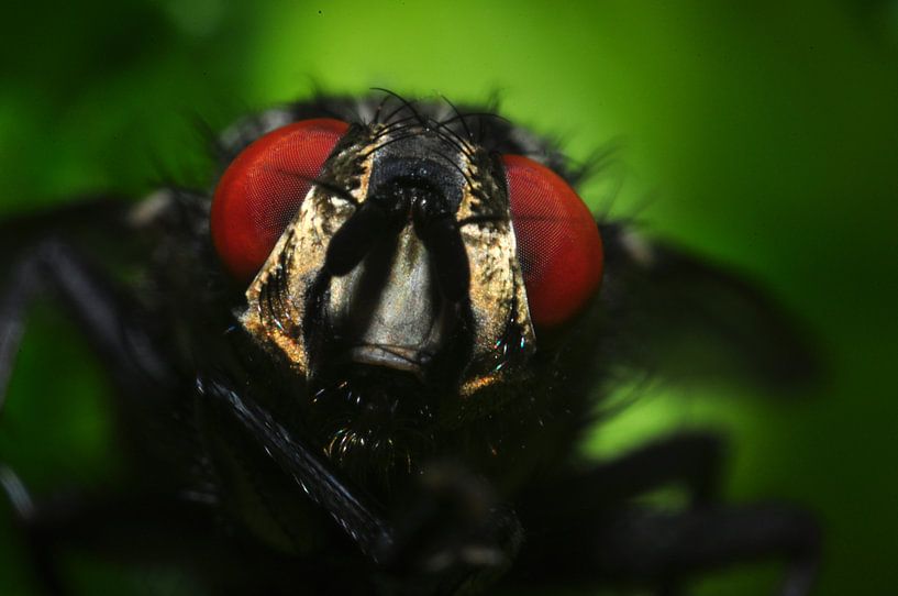 Mouche en gros plan par Rogier Vermeulen