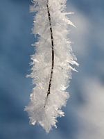 Sneeuwvlokken hangend aan een tak