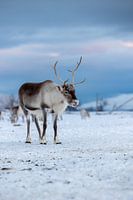 Reindeer in Norway