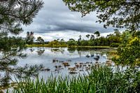 Doorkijkje op het Leersumse veld