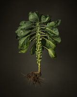 Gemüse der Saison - Feldsprossen