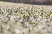 Dauw op het gras