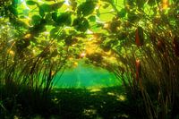 Water lily boulevard