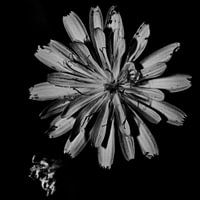 Zentrale Blume schwarz und weiß